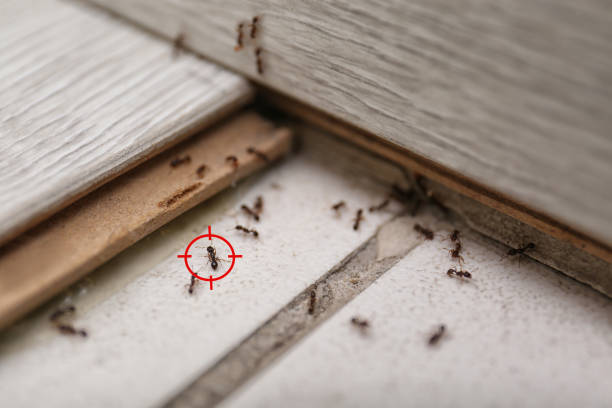 Wildlife Control Services in Viola, NY